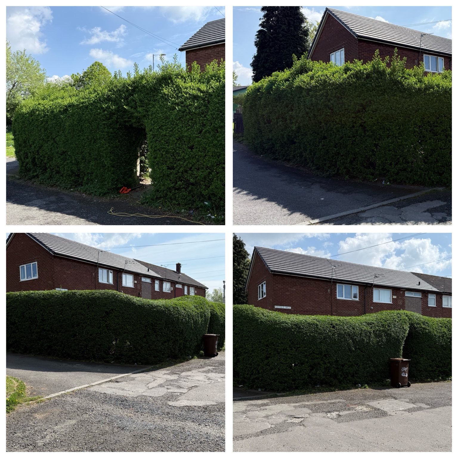 Hedge work — before and after