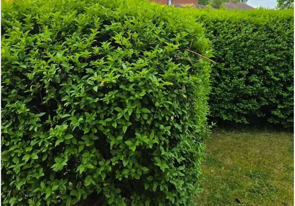 Neatly trimmed green garden hedge